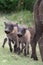 Warthog Babies