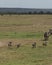 Warthog Babies on the Run