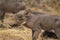 Warthog babies walking around