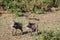 Warthog baby in Africa wildlife conservation national park