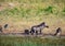 Warthog bathing in mud near the river Chobe in Botswana