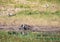 Warthog bathing in mud near the river Chobe in Botswana