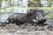 Warthog bathing in mud, Okavango Delta, Botswana, Africa