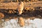 Warthog with big teeth drink from waterhole