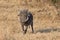 Warthog with big teeth walking among short grass