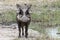 Warthog with bird on neck looking for parasites, Okavango Delta, Botswana, Africa