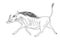 Warthog.  Black and white hand drawn illustration