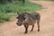 Warthog boar walking down gravel road