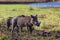 Warthog Botswana safari wildlife