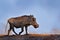 Warthog, brown wild pig with tusk. Close-up detail of animal in nature habitat. Wildlife nature on African Safari,  Mana Pools NP