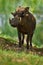 Warthog, brown wild pig with tusk. Close-up detail of animal in nature habitat. Wildlife nature on African Safari,  Mana Pools NP