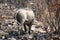 Warthog in a burned area of the bush