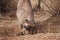 Warthog in the bush