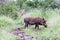 Warthog in the bush