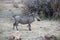 Warthog in the bushveld