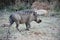 Warthog in the bushveld