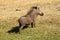 Warthog in Chobe N.P. Botswana, Africa