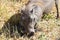 Warthog close up, Tarangire National Park, Tanzania