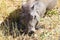 Warthog close up, Tarangire National Park, Tanzania