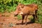 Warthog coming out of the bushes in the Maasai Mara national park (Kenya)