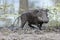 Warthog comming out of the mud in Botswana, Africa