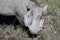 Warthog (Common Warthog) feeding. Delta Okavango