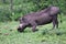 Warthog (Common Warthog) feeding. Delta Okavango