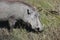 Warthog (Common Warthog) feeding. Delta Okavango,