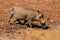 Warthog or Common Warthog, Phacochoerus africanus