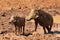 Warthog or Common Warthog, Phacochoerus africanus