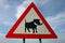 Warthog crossing