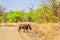 Warthog crossing a dirt road in Kruger National Park