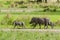 Warthog with cubs