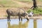 Warthog drinking, Phacochoerus africanus, Addo Elephant National Park, Eastern Cape, South Africa