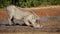 Warthog drinking water