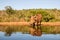 Warthog drinking from a waterhole