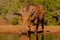 Warthog drinking from a waterhole