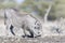 Warthog drinking at a waterhole