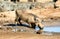 Warthog drinking at waterhole in South Africa