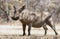 Warthog on dry grass in Kruger Park