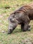 Warthog eating