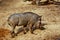 Warthog eating at Barcelona Zoo