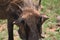 Warthog eating grass