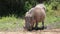 A warthog eating grass at the Addo Park, Near Port Elizabet, South Africa