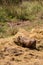 Warthog eating Hay during Drought in Mlilwane Wildlife Sanctuary, Swaziland