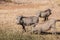 Warthog Eating On Knees Wildlife