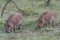 Warthog eating in Pilanesberg National Park