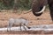 Warthog elephant standoff