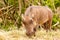 Warthog enjoying his grass