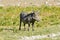 Warthog - Etosha, Namibia